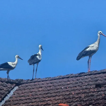 11 Haselnuss - Hof Wiesengrund דירה *