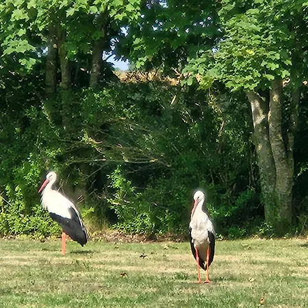 11 Haselnuss - Hof Wiesengrund Parchtitz