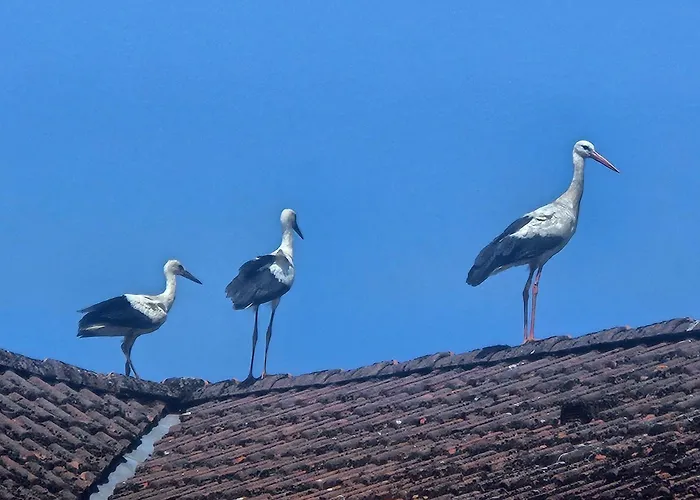 11 Haselnuss - Hof Wiesengrund Lejlighed *
