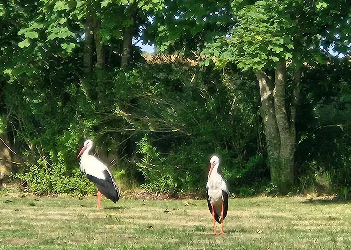 11 Haselnuss - Hof Wiesengrund Parchtitz